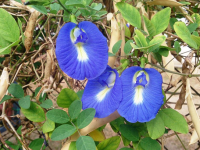 蓝蝶豆花是人类已知的最佳抗癌和防癌植物之一