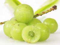 阿育吠陀草药介绍 -- 印度醋栗