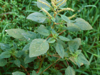 前列腺肿大的解决之道