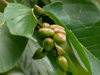 阿育吠陀草药介绍 -- 诃子