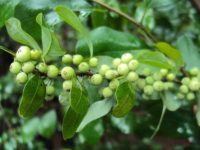 阿育吠陀草药介绍 -- 穿心莲