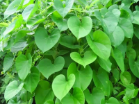 阿育吠陀草药介绍 -- 心叶青牛胆