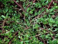 马齿苋的益处🌿