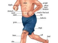 身体各部位的英文表达