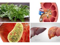 叶下珠治疗胆结石和胆囊结石