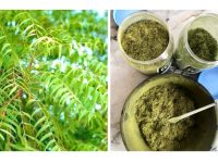 肝炎的几种草药疗法