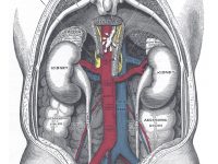 预防肾衰竭的 5 种方法
