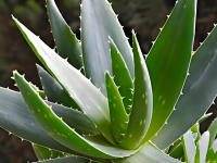 阿育吠陀草药介绍 -- 芦荟