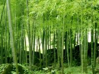 你听过竹子定律吗？