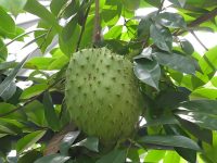 酸菜叶：通向天然健康的大门