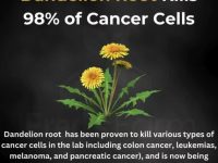 蒲公英的神奇功效