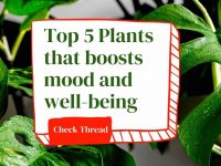 您知道某些植物可以改善您的情绪吗？