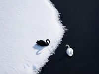 冰雪牵江分黑白，阴阳两极伴同生。