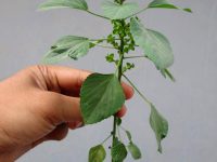 肥胖症的治疗方法