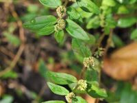 哮喘的自然疗法