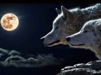 荒田无人耕，一耕有人争