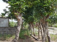 针对男性和女性不孕不育症