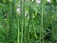 辣木被称为神奇之树