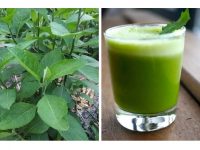 苦叶的自然疗效