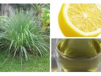 柠檬草干叶的独特功效