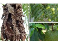 前列腺癌的治疗方法