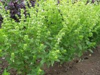 甜罗勒是人类可用的强效草药之一🍀💚