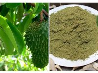 刺果番荔枝叶和果实的多重功效