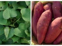 红薯叶的功效