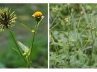 二十一点植物的功效