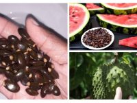 90% 的水果种子都能永久治愈癌症？！