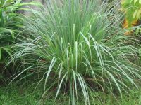 早茶中最好的绿色植物之一是柠檬草