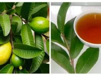 番石榴叶有助于治疗多种疾病