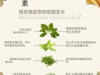 🌿你家后院里生长着顶级食用抗生素！ 🌿