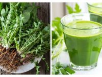 蒲公英可以改善肾功能