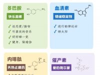 人体四种快乐激素