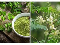 辣木茶的独特功效