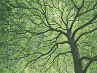 人们终其一生都在寻找一棵大树