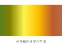 傲时派：树叶横向渐变色阶在中文上的映射应用