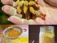 别忽视松花粉——大自然赋予生命力的金色粉末!