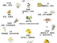 🚨我最喜欢的20种药用植物