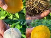 苦味、橙子、大蒜和洋甘菊——8 天阿育吠陀排毒疗法!