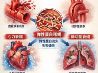 弹性蛋白是衰老与寿命相关组织功能的重要分子标记之一