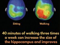 🧠脑部扫描显示，步行 40 分钟就能显著改善大脑功能。