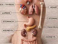你知道吗？你的脚上有与身体不同部位相连的压力点