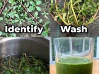 千万不要踩到这种“杂草” 🌱