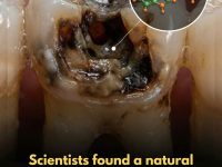 十字花科蔬菜中的一种分子被发现可以消除引起蛀牙的细菌