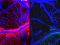 在你睡觉的时候，你的大脑真的在自我清洁