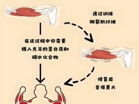 为什么肌肉量决定生命的长短?